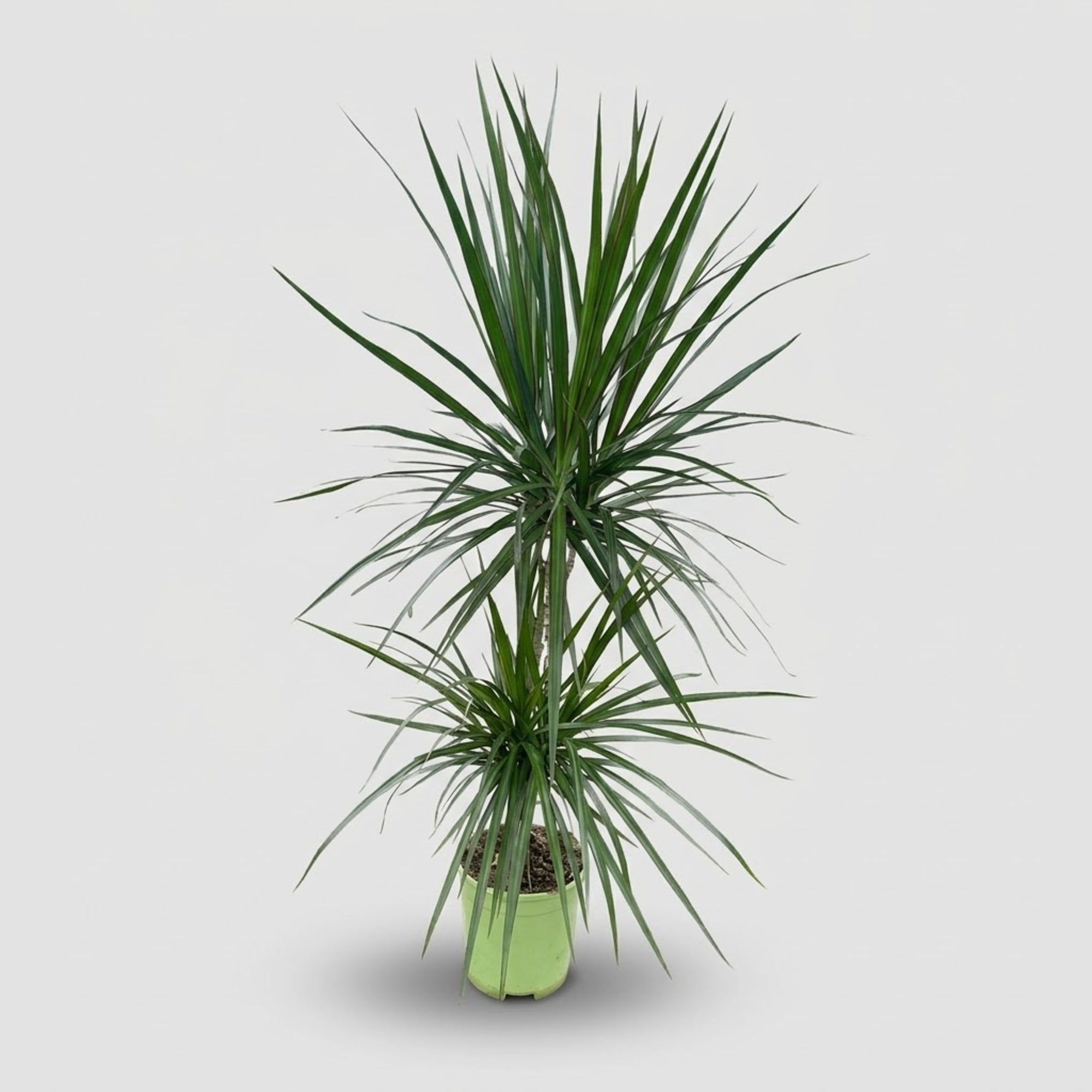 Dracaena Marginata h. 120 cm