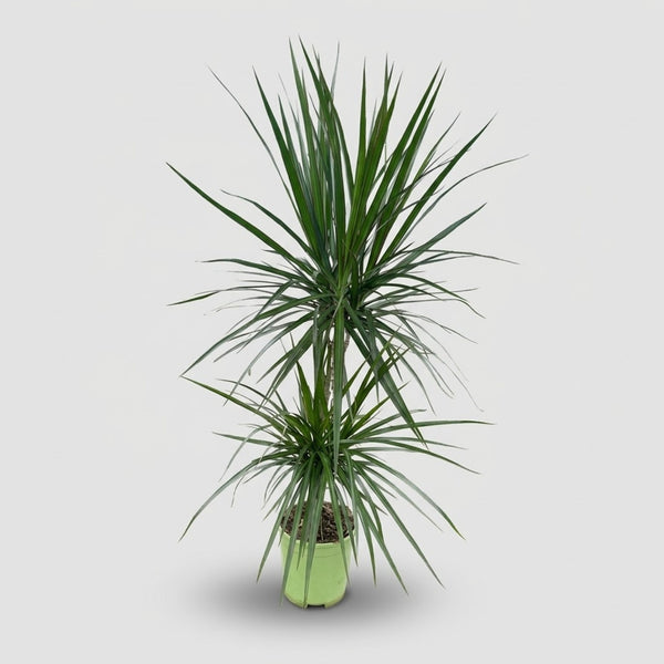 Dracaena Marginata h. 120 cm