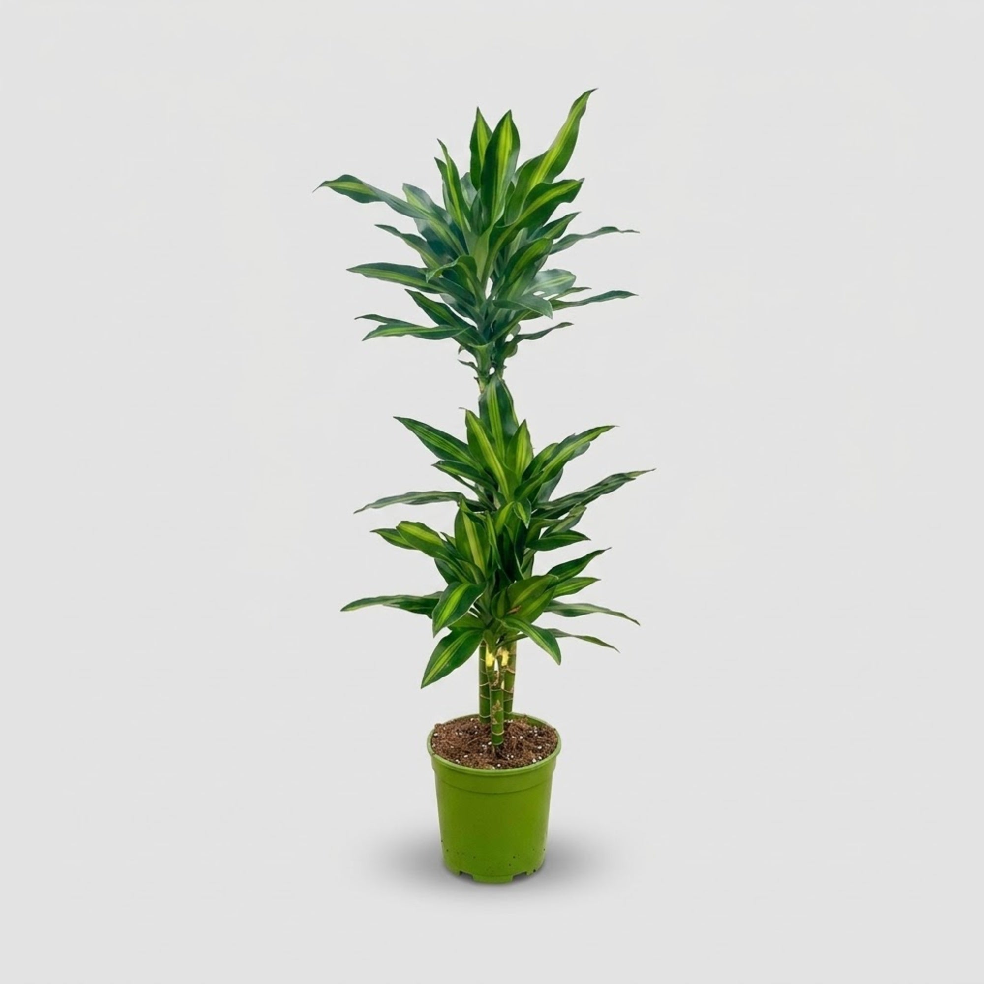 Dracaena Silindo h. 110 cm