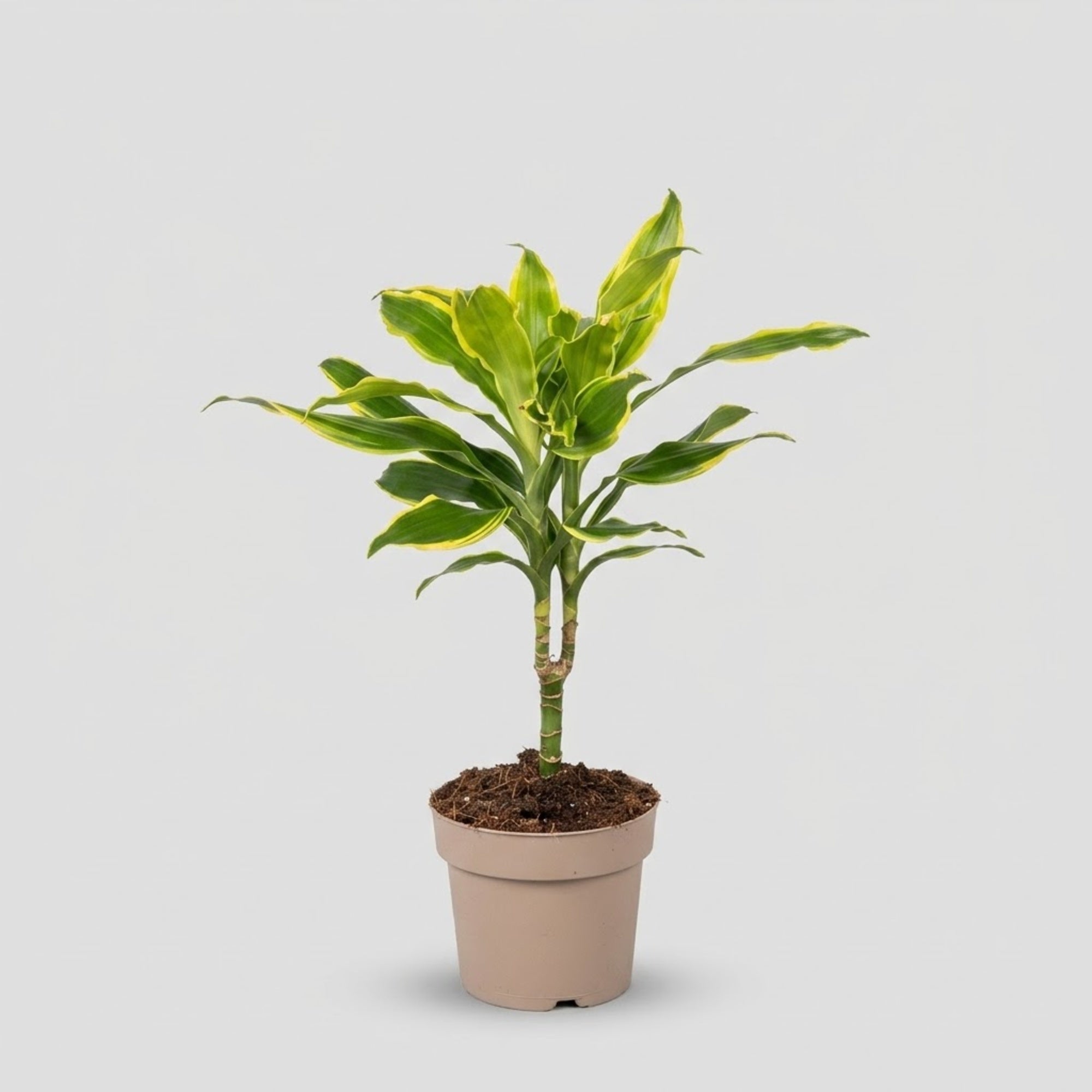 Dracaena Mix