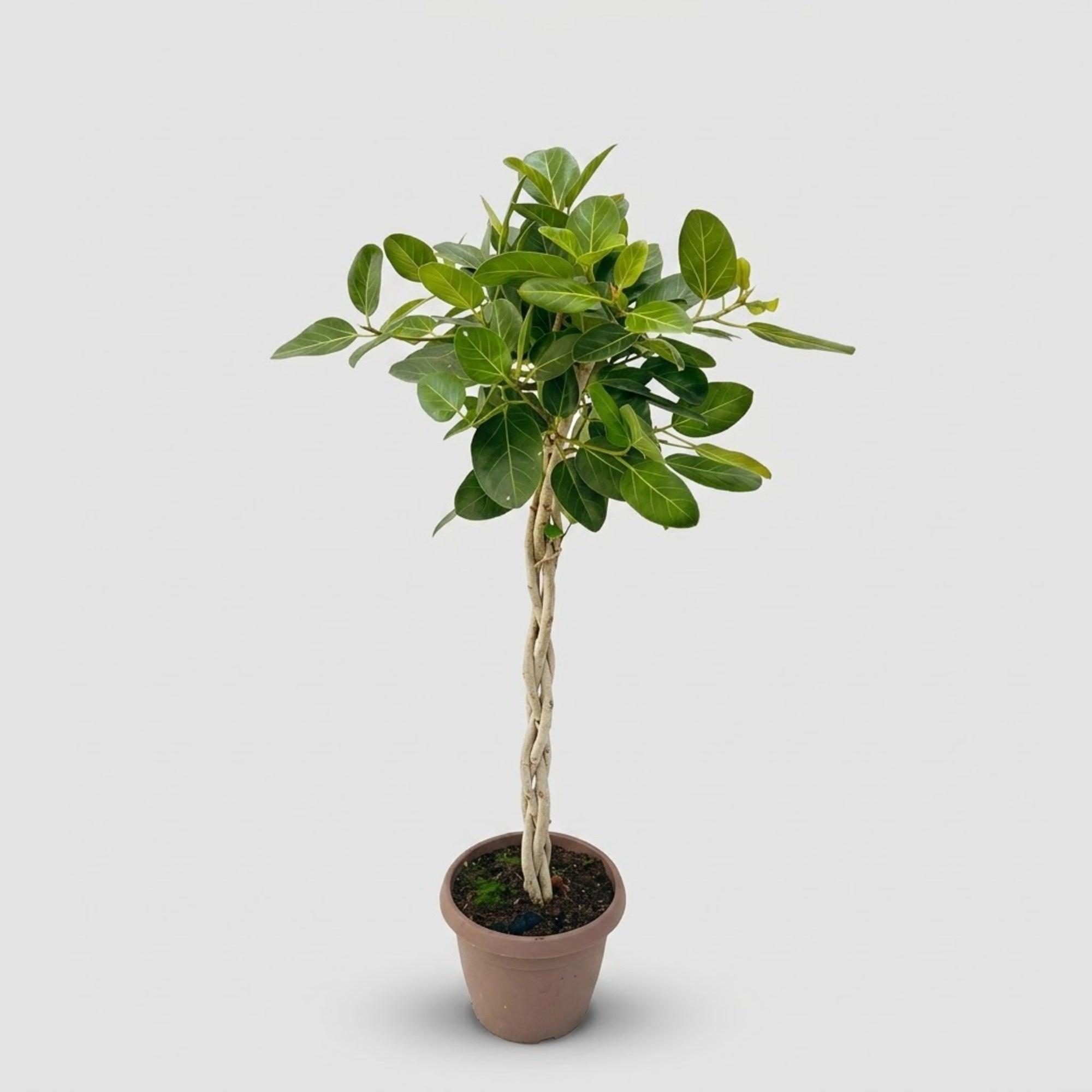 Ficus Benghalensis intrecciato