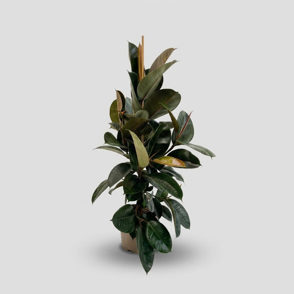 Ficus Robusta h. 120 cm