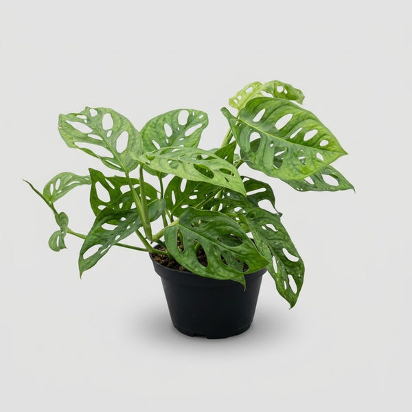 Monstera Adansonii