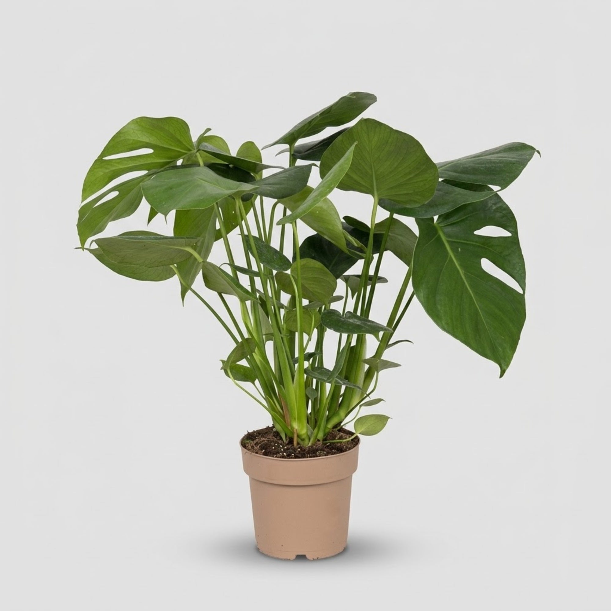 Monstera Deliciosa in vaso singolo