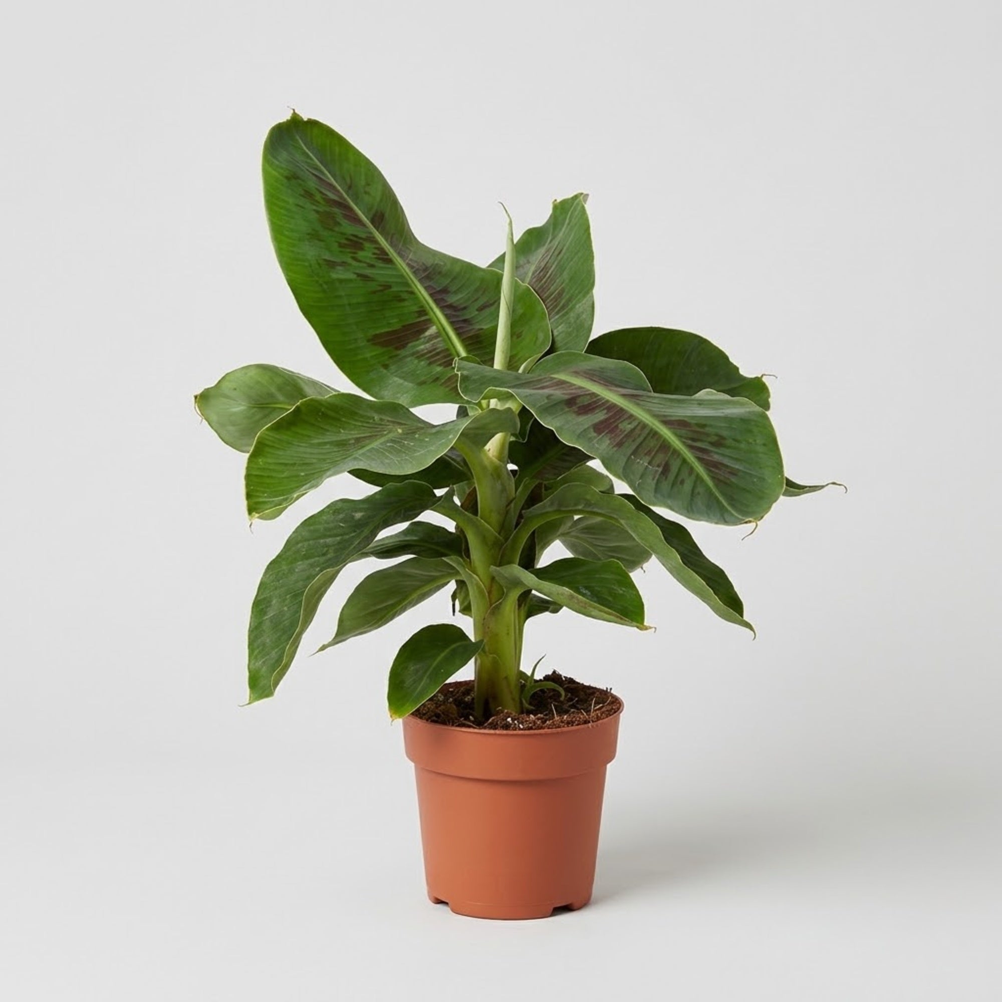 Musa, pianta della banana