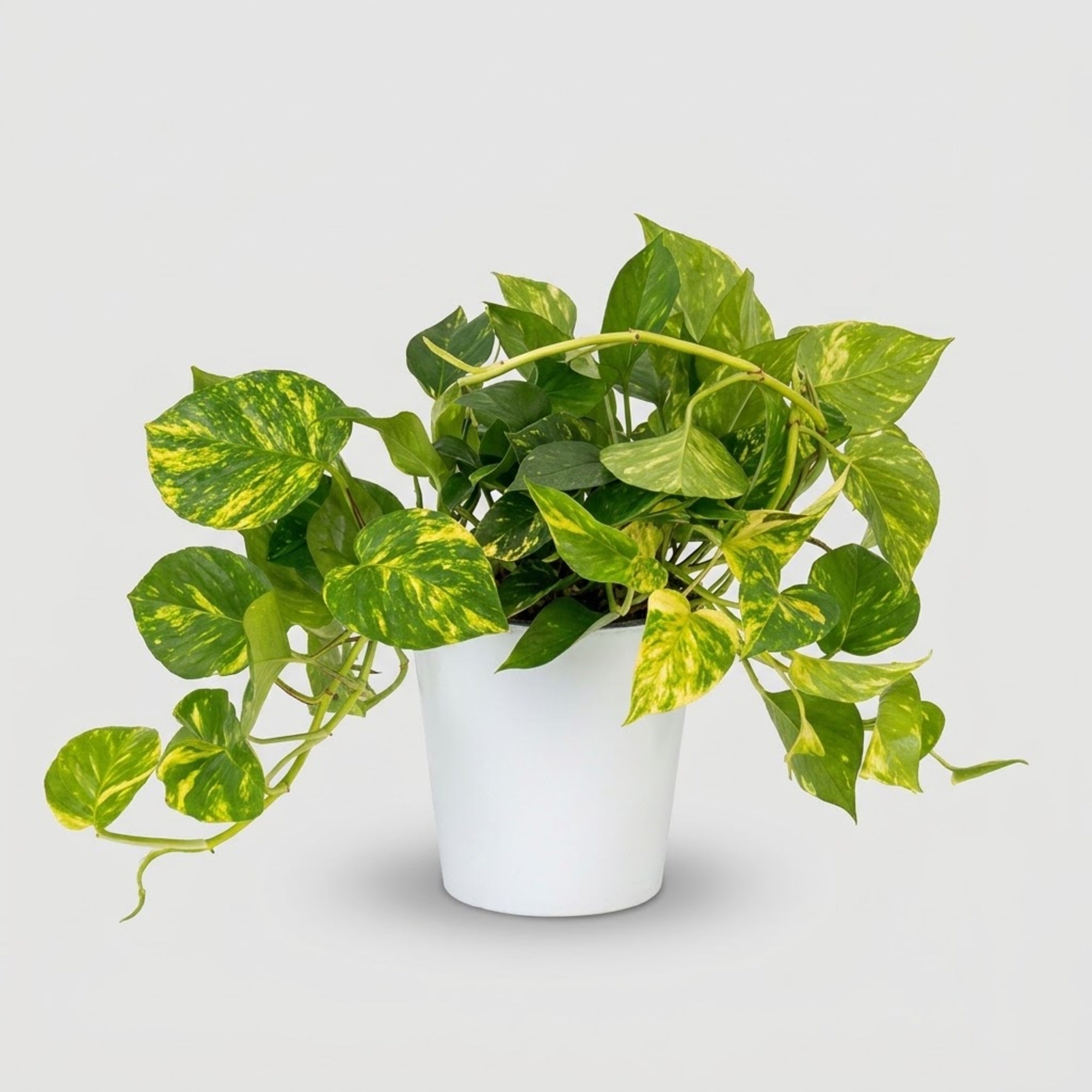 Pothos Aurea basket