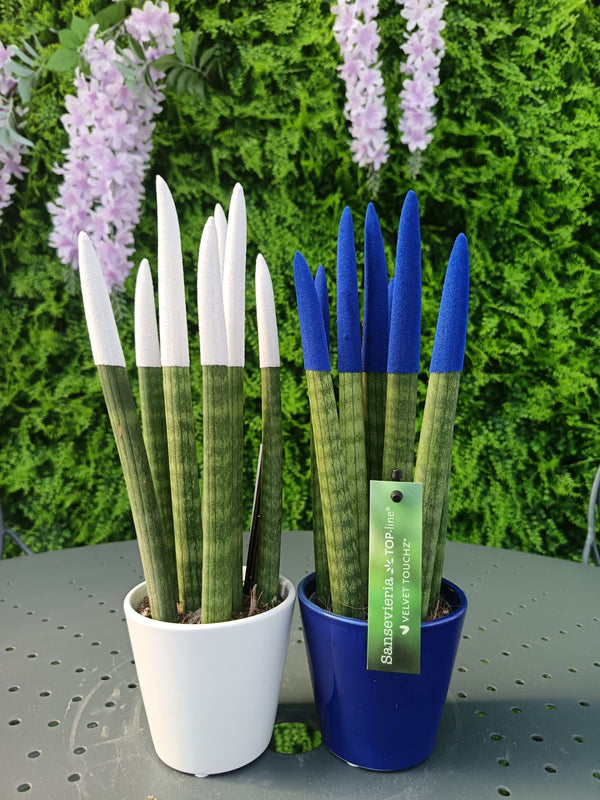 Sansevieria a foglia cilindrica Vaso 5