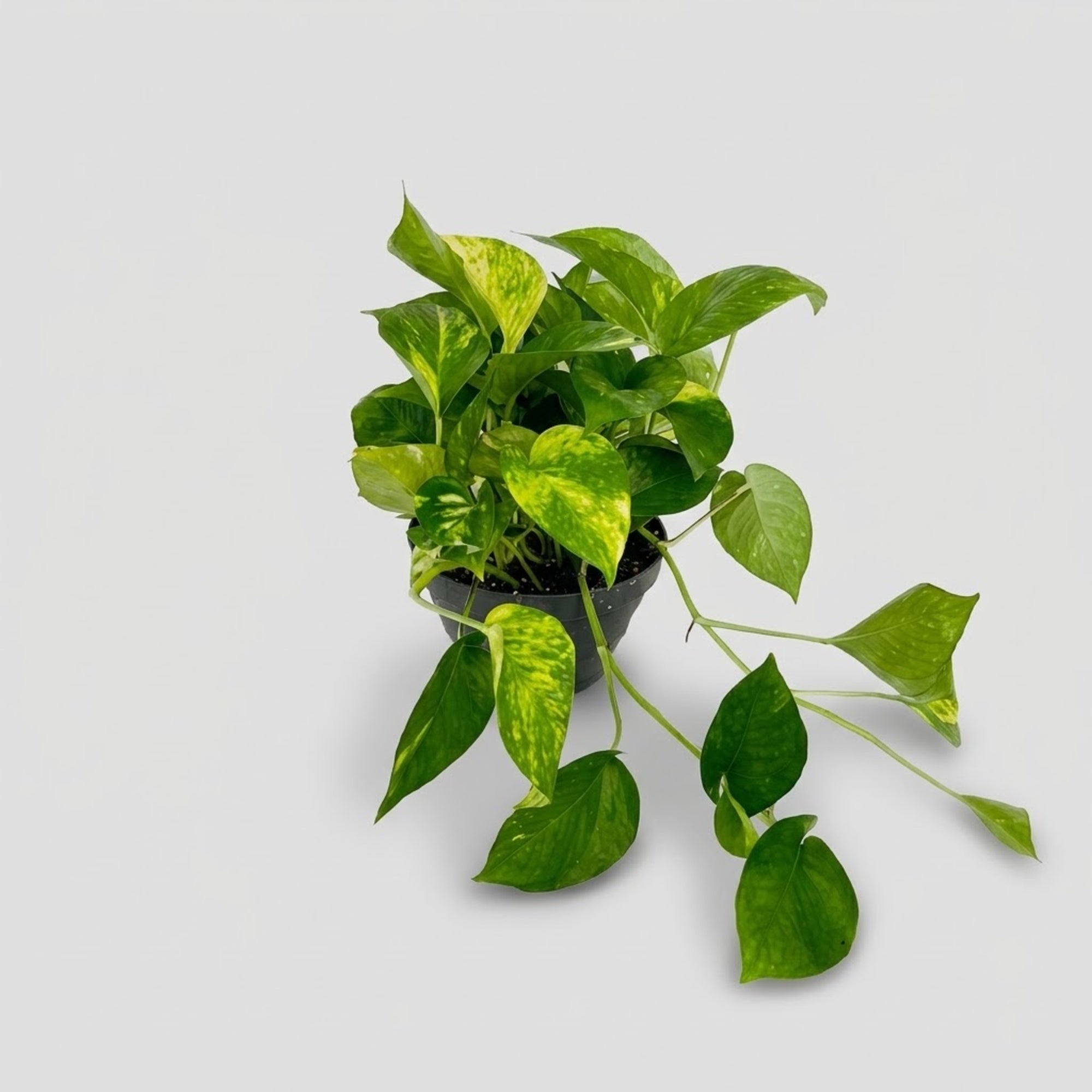 Pothos Aurea