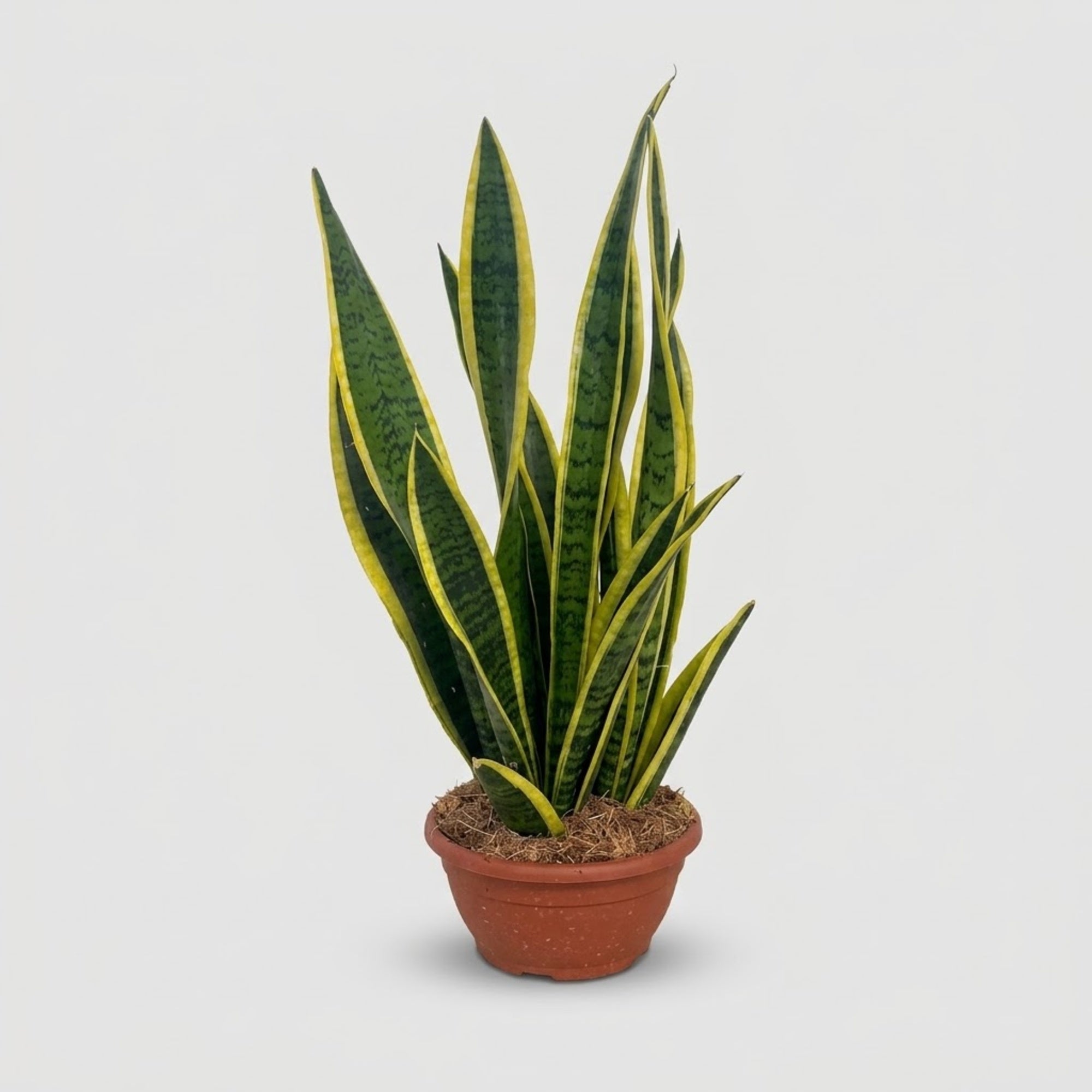 Sansevieria Laurentii in ciotola Ø 20 cm