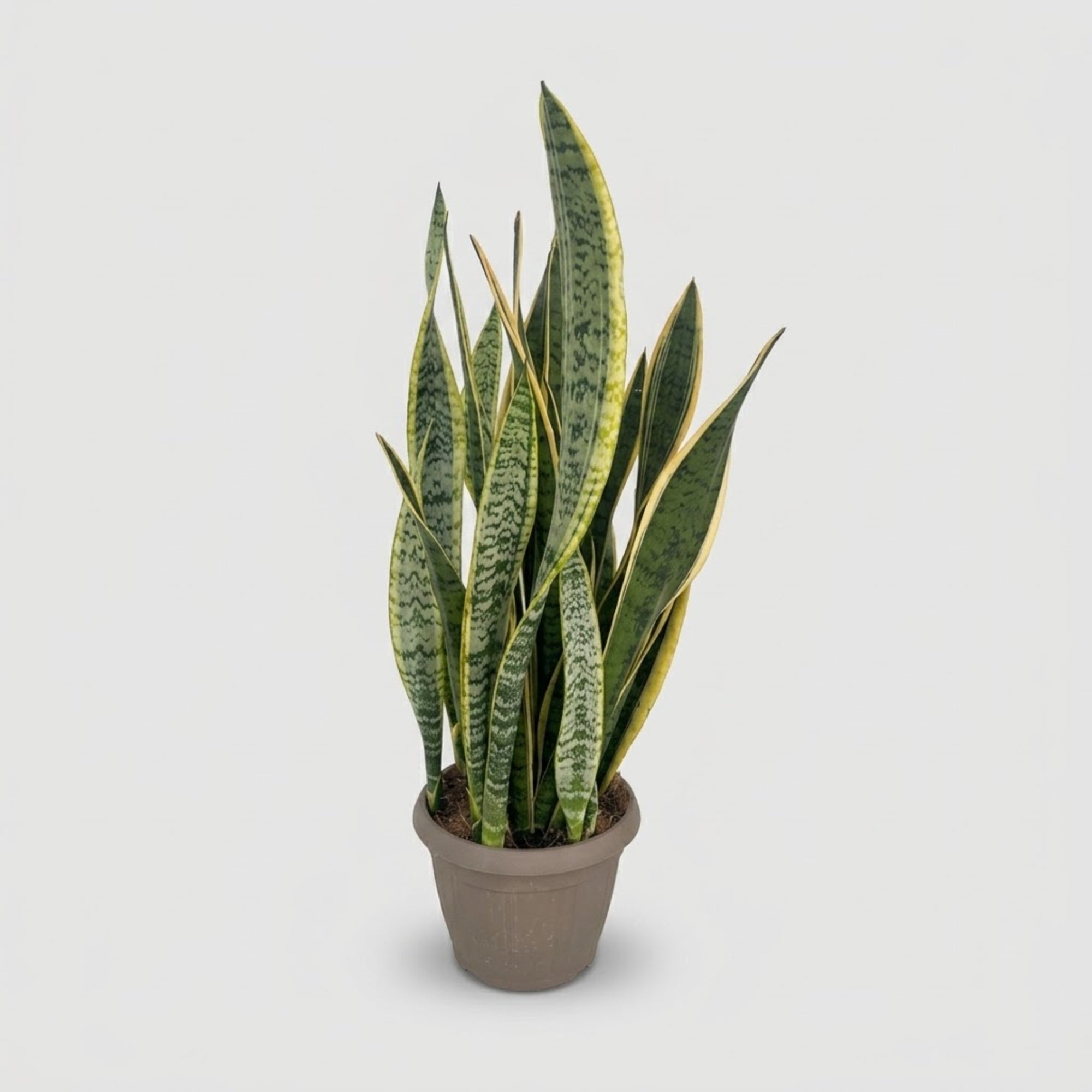 Sansevieria Laurentii in ciotola Ø 25 cm