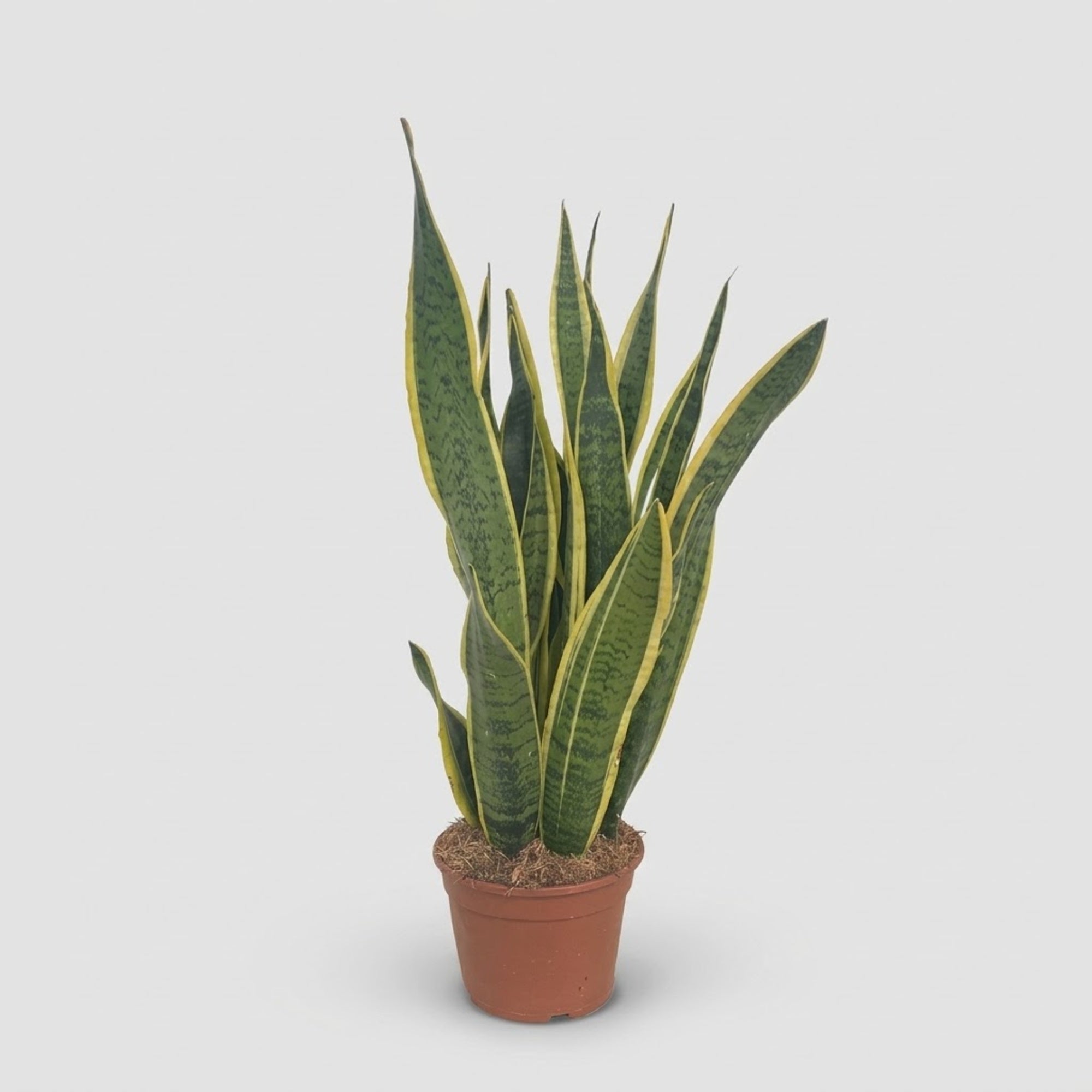 Sansevieria Laurentii Ø 20 cm