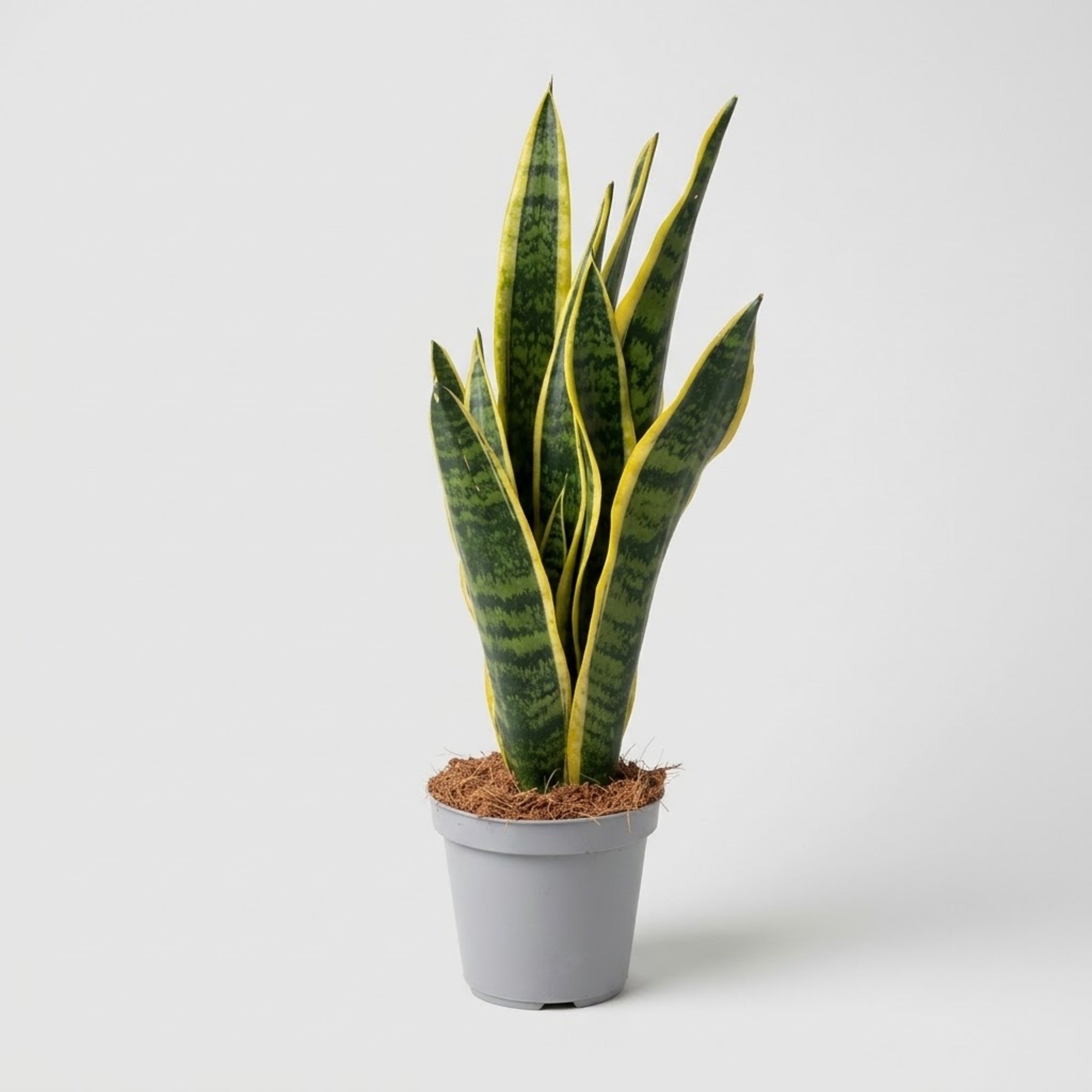 Sansevieria Laurentii Ø 14 cm