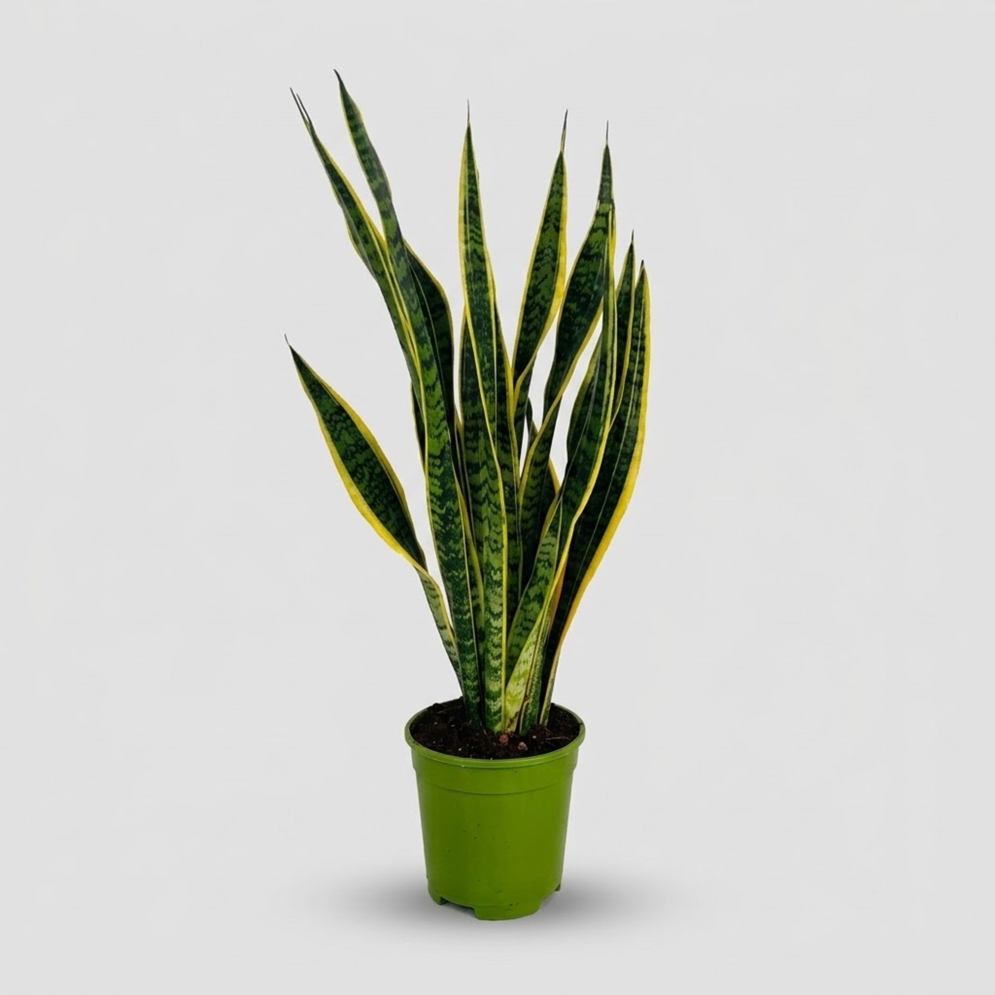 Sansevieria Laurentii Ø 17 cm