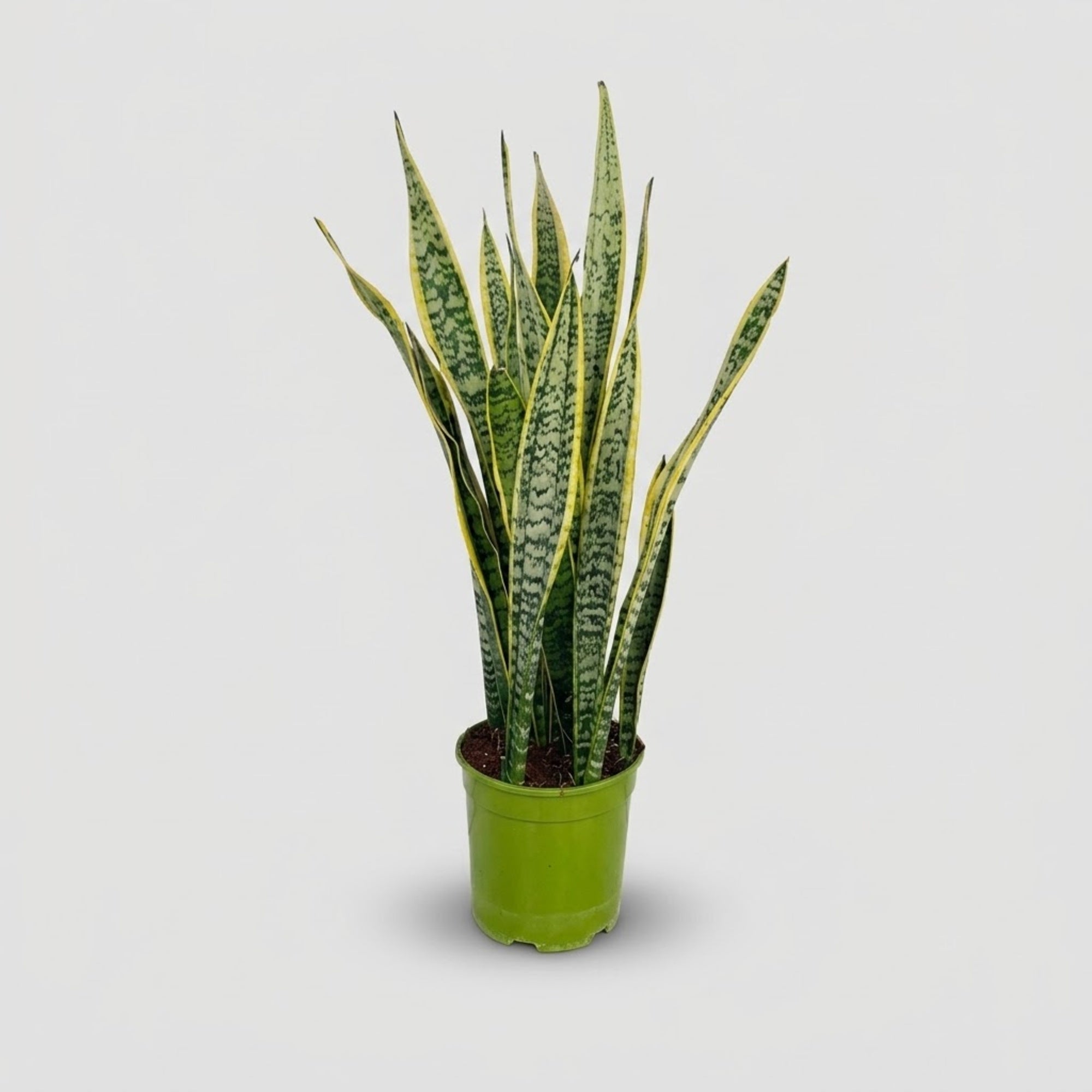 Sansevieria Laurentii Ø 21 cm