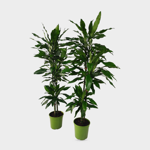 Dracaena Janet Lind in vaso, pianta da interno alta circa 150 cm