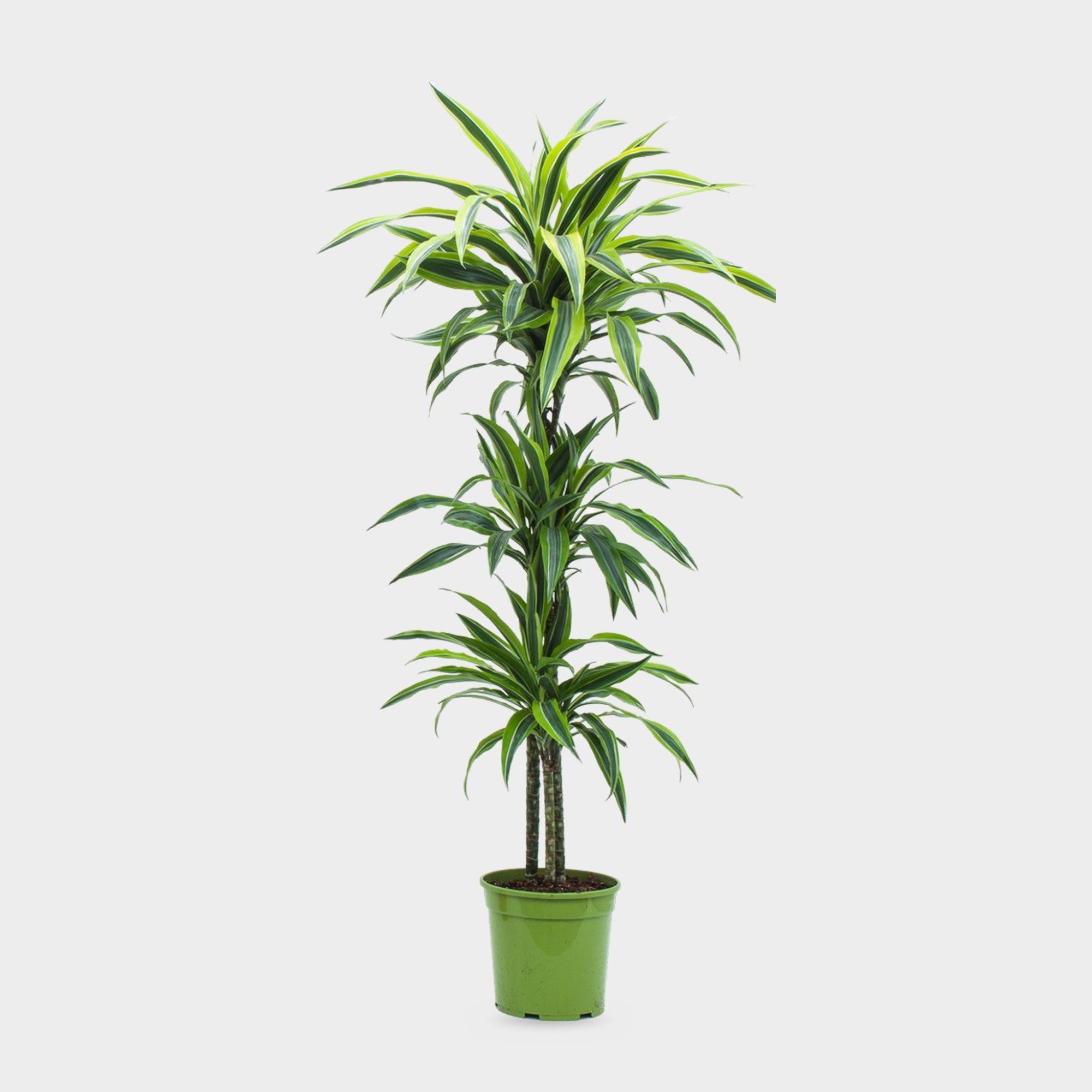 Dracaena Lemon Lime in vaso, pianta da interno alta circa 150 cm