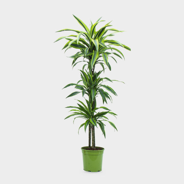 Dracaena Lemon Lime in vaso, pianta da interno alta circa 150 cm