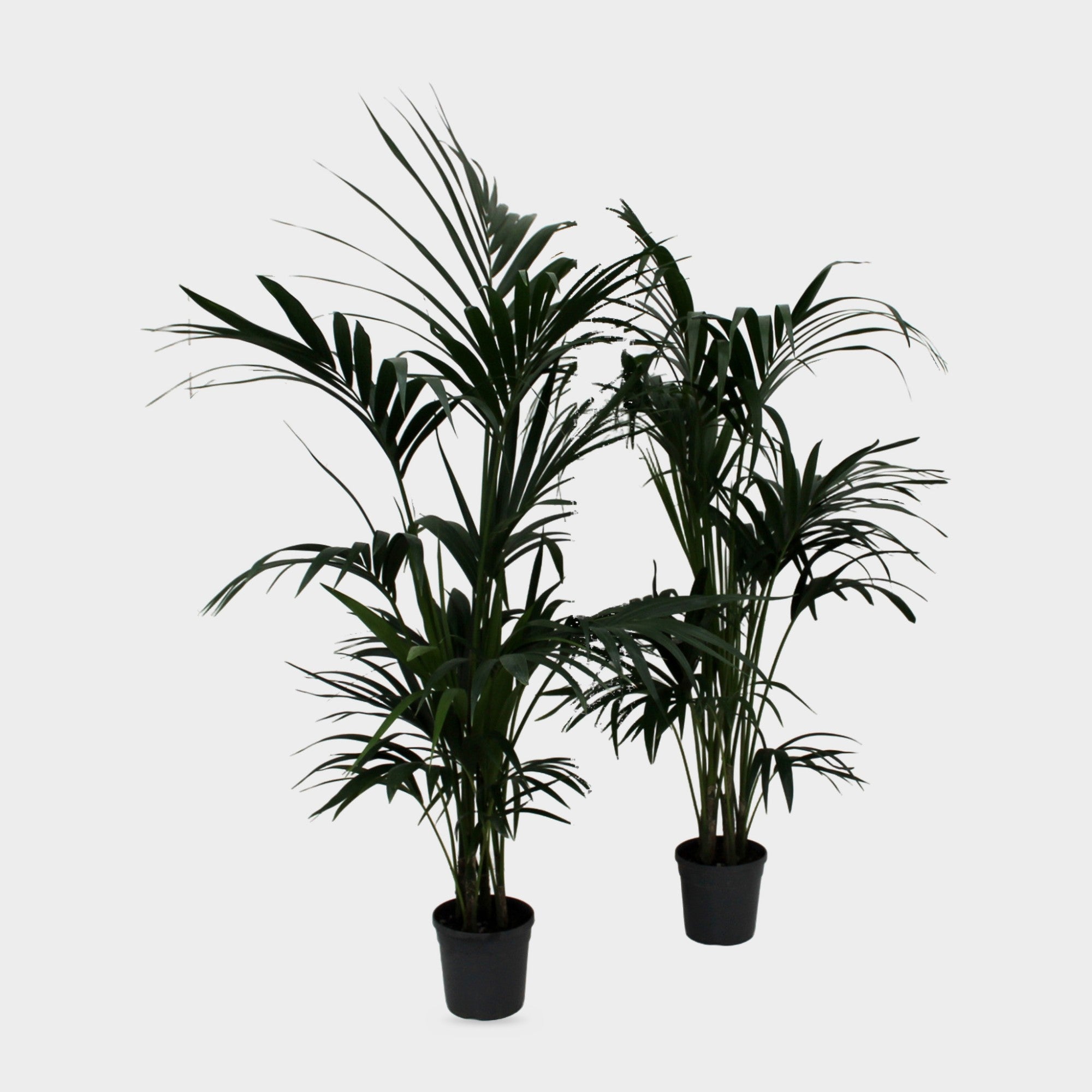 Kentia Forsteriana in vaso Ø 21 cm, palma da interno alta circa 140 cm