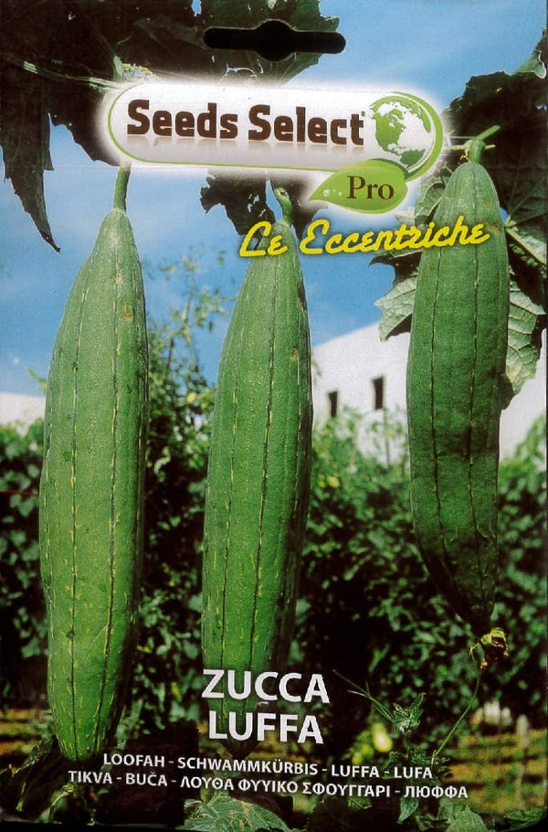 ZUCCA LUFFA