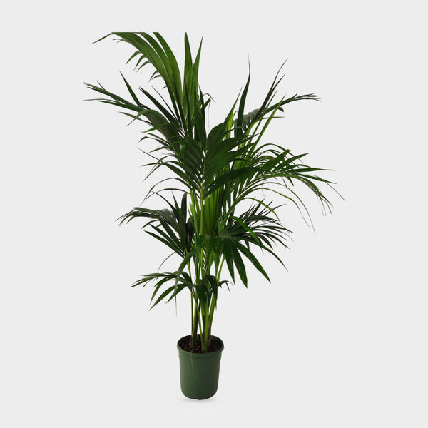 Kentia Forsteriana in vaso Ø 23 cm, palma da interno alta circa 170 cm