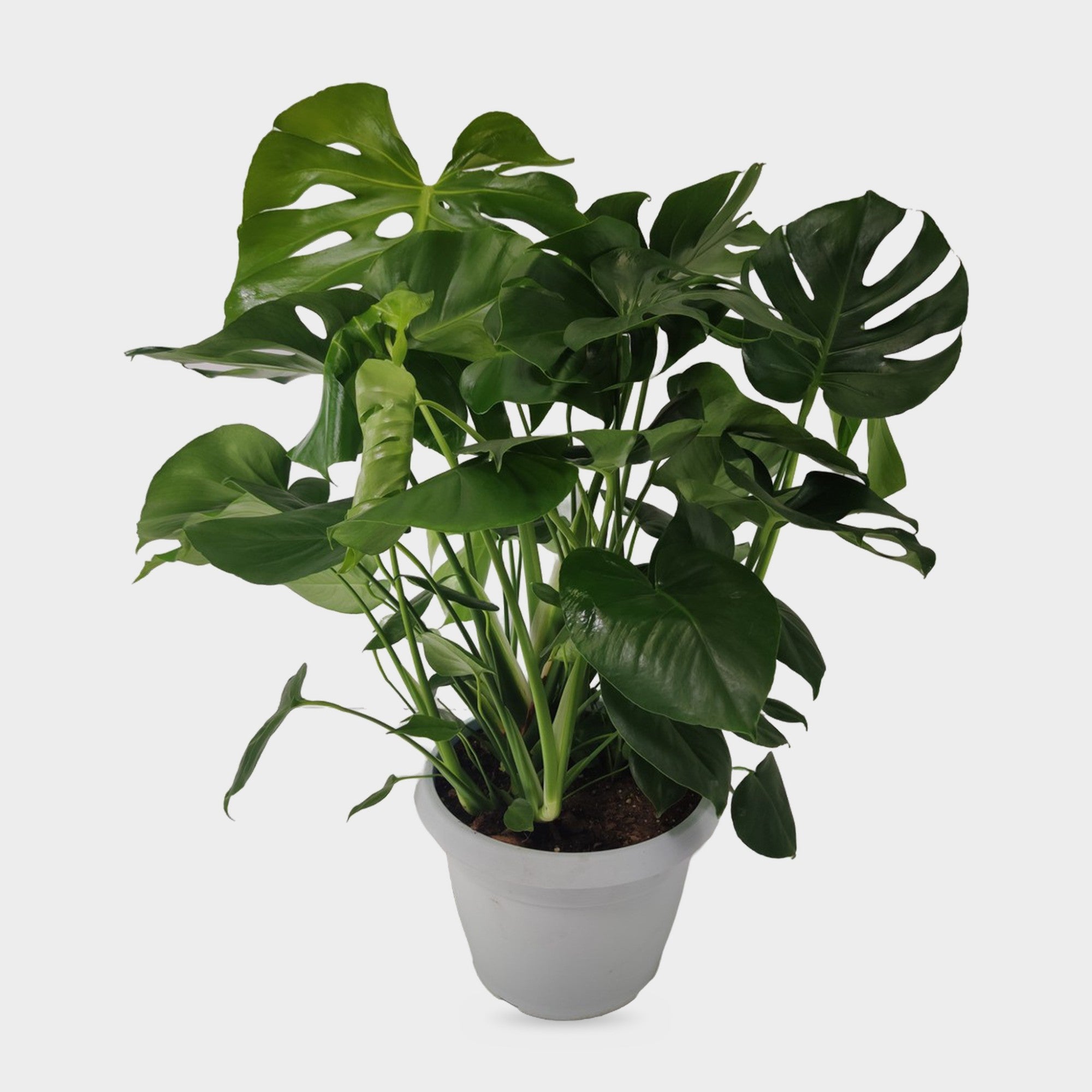 Monstera deliciosa in vaso Ø 35 cm, 3 piante, altezza circa 100 cm