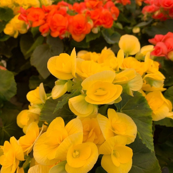Begonia - L’Eleganza della Natura in Fiore