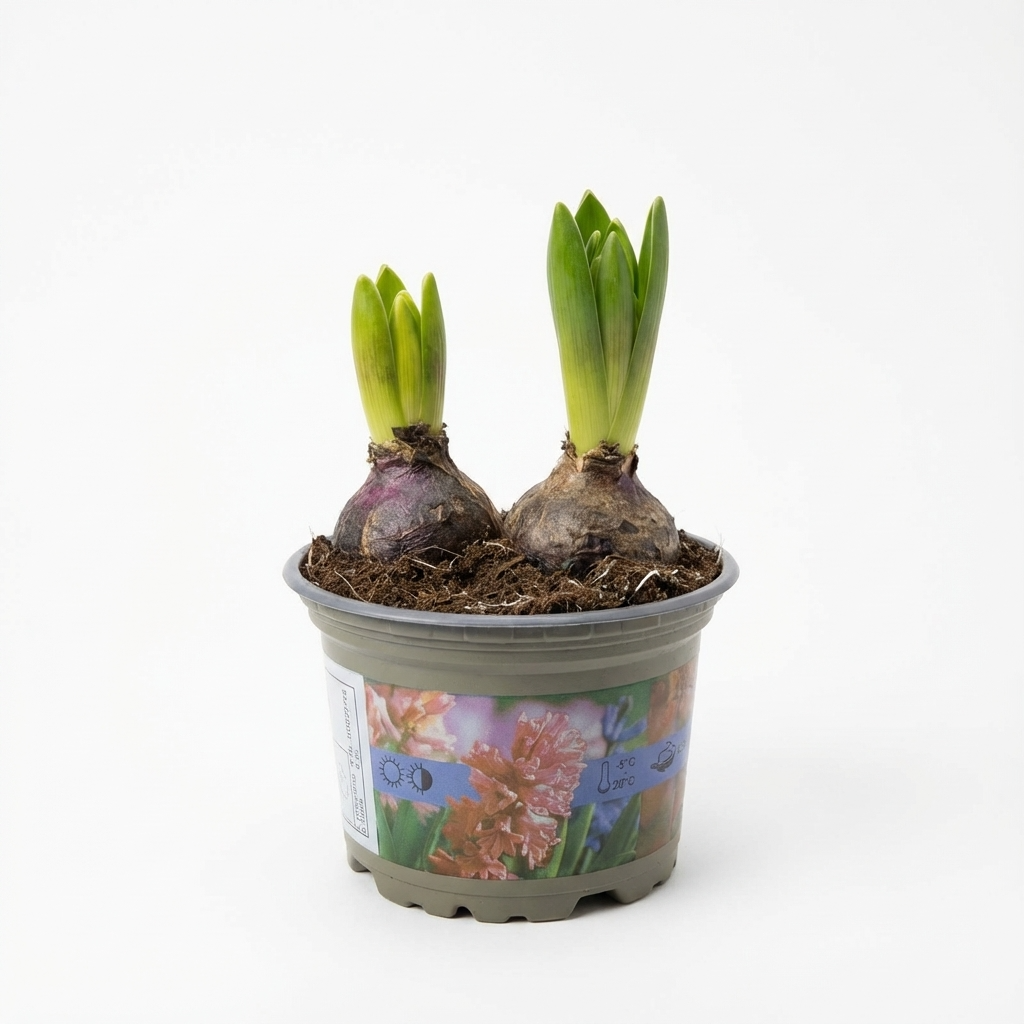 Bulbi di Giacinto in Vaso 12