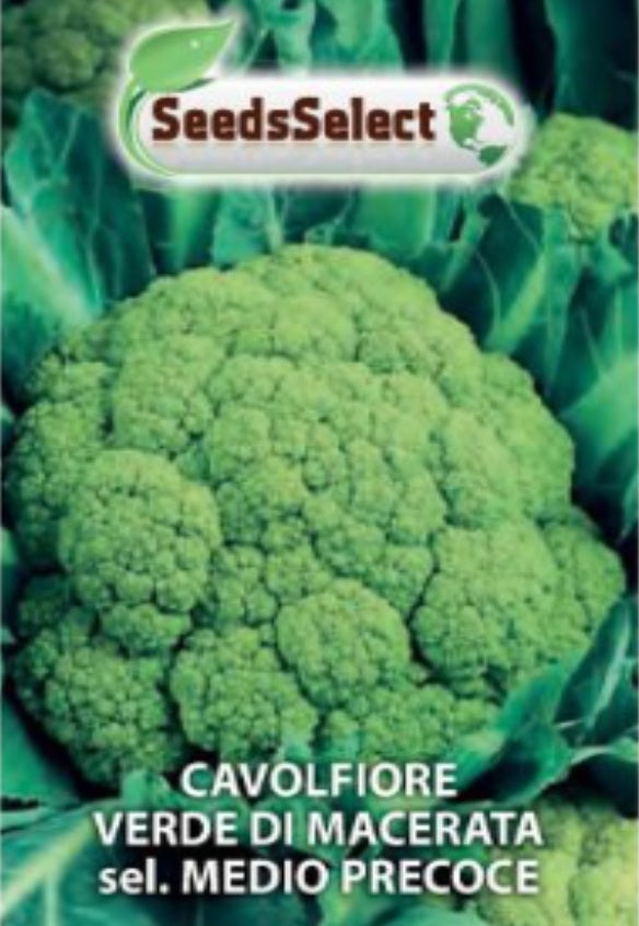 Cavolfiore Verde di Macerata sel. Medio Precoce