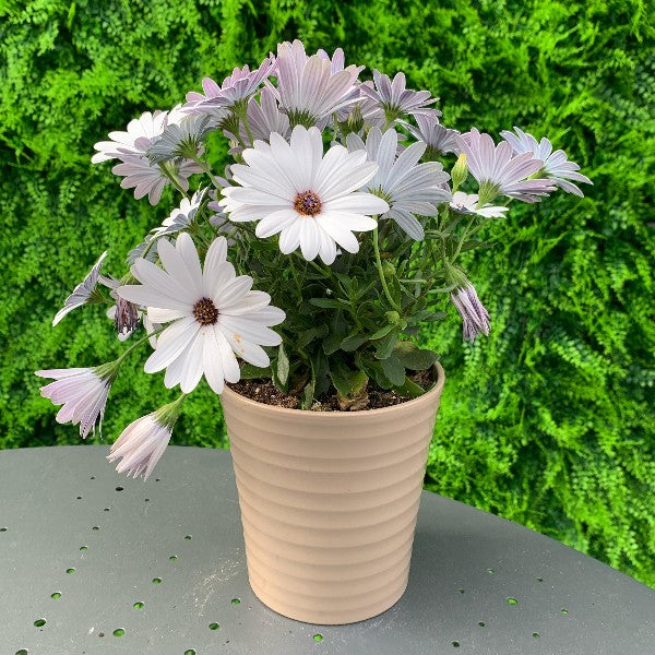 Dimorphoteca: Il Fiore Esotico che Aggiunge Colore al Tuo Giardino