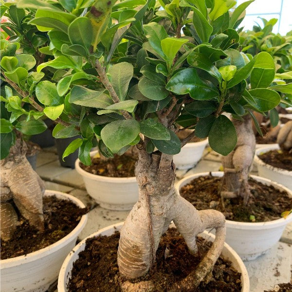 Ficus Ginseng: Eleganza Naturale e Armonia Verde