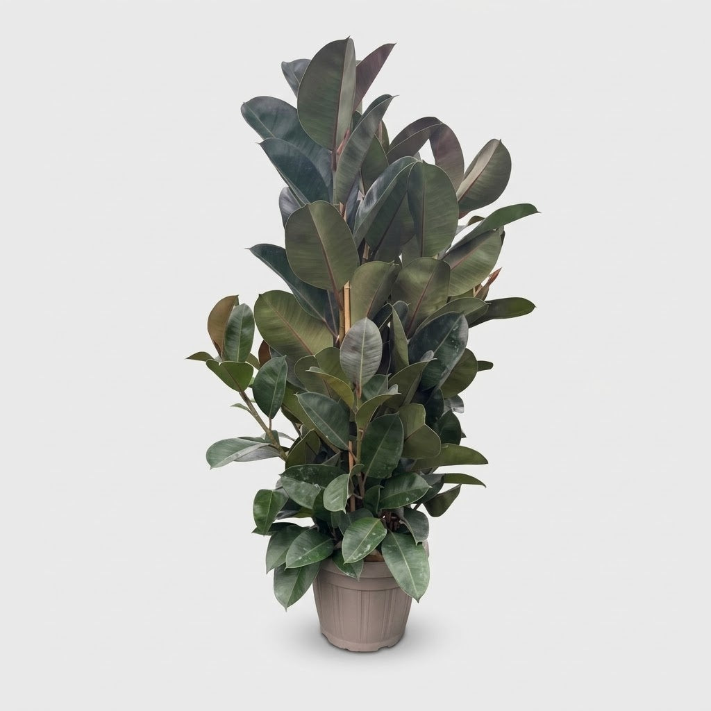 Ficus Robusta h. 140 cm