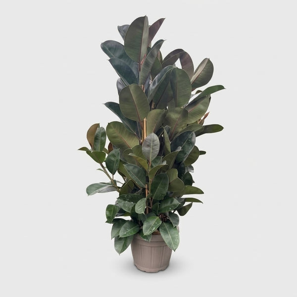 Ficus Robusta h. 140 cm
