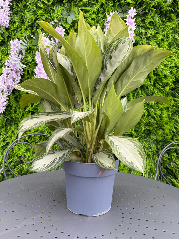 Aglaonema Argentea - La Pianta che Purifica l’Aria