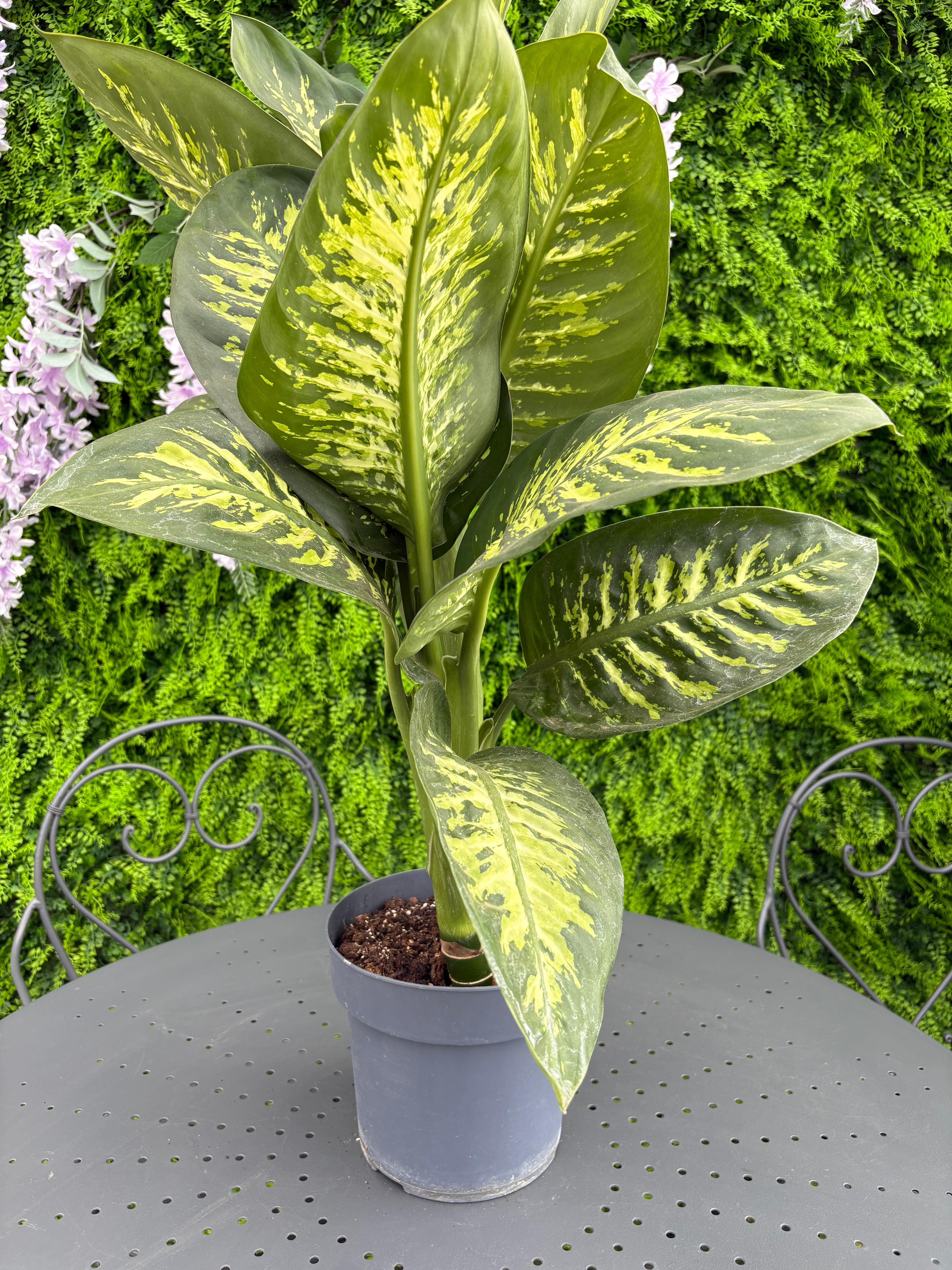 Dieffenbachia - Pianta tropicale Facile da coltivare