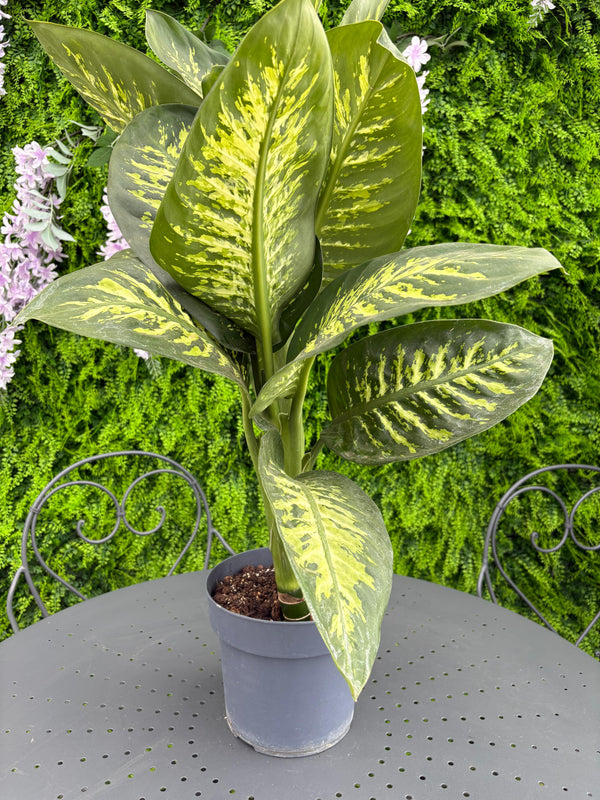 Dieffenbachia - Pianta tropicale Facile da coltivare