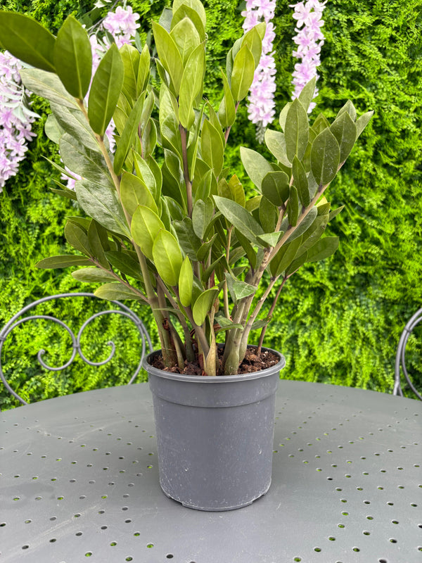 Zamioculcas zamiifolia – Pianta da Interno Elegante e Resistente