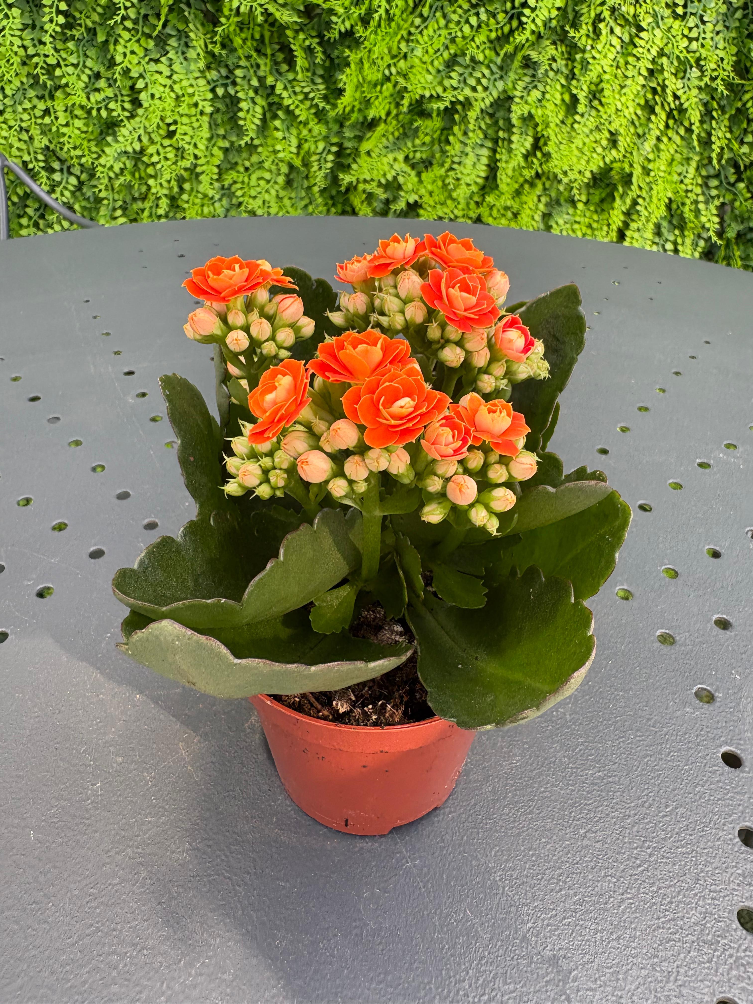 Kalanchoe blossfeldiana - Pianta Fiorita da Interno Vaso 5cm