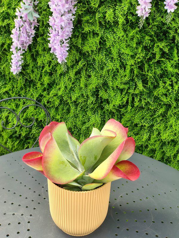 🌿 Kalanchoe Thyrsiflora o Pianta Paletta Vaso 14