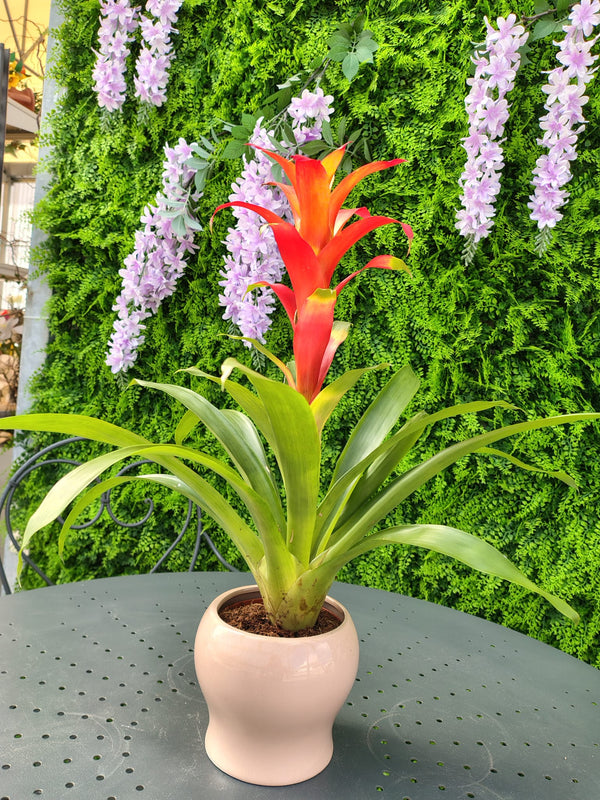 🌿 Guzmania – Pianta Tropicale da Interno Vaso 14