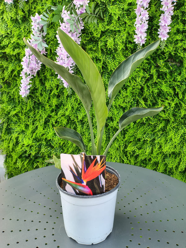Strelitzia Reginae – Uccello del Paradiso in Vaso 17