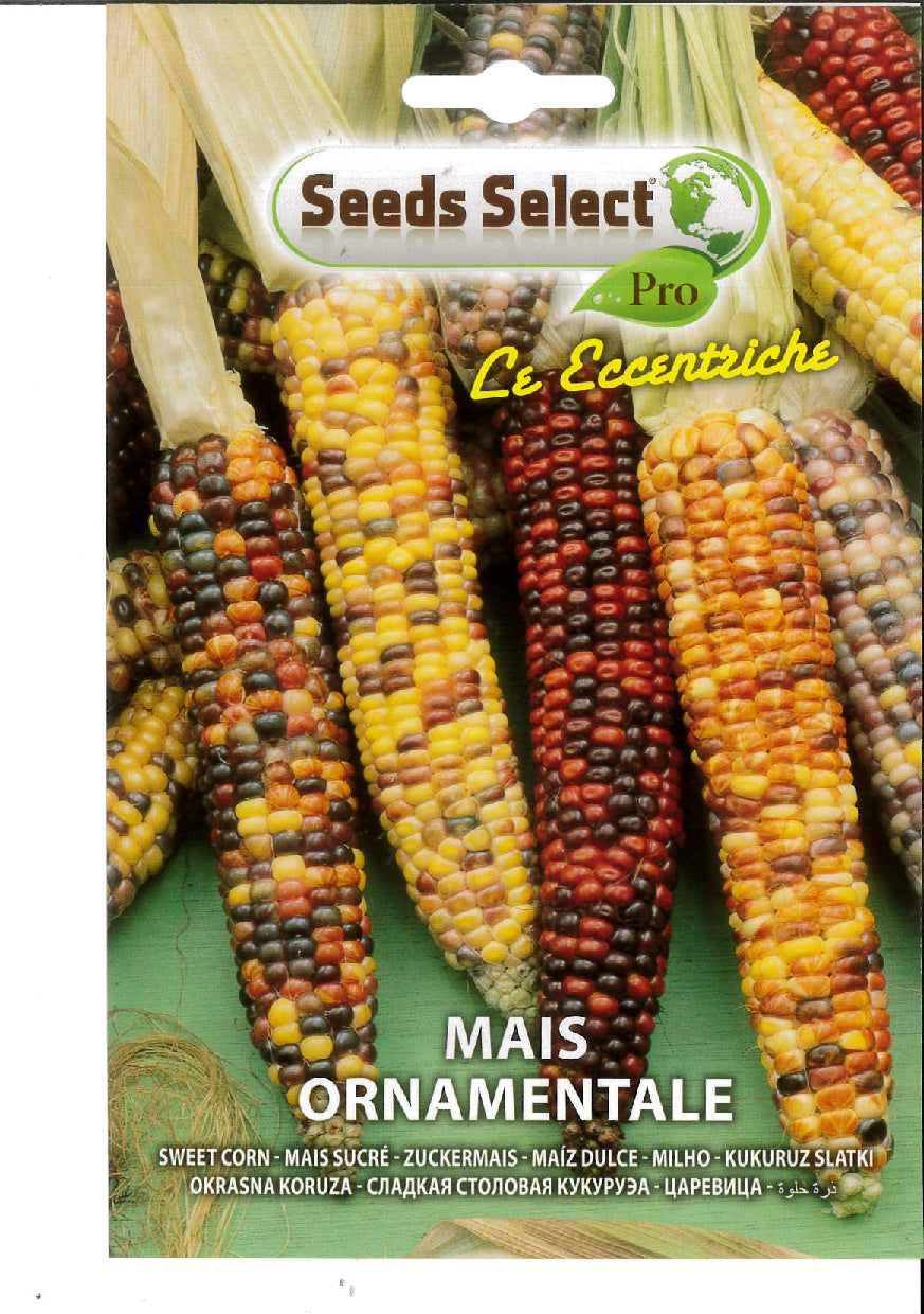 Mais ornamentale multicolor