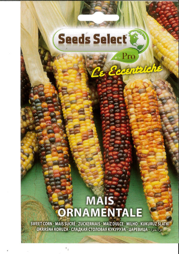 Mais ornamentale multicolor