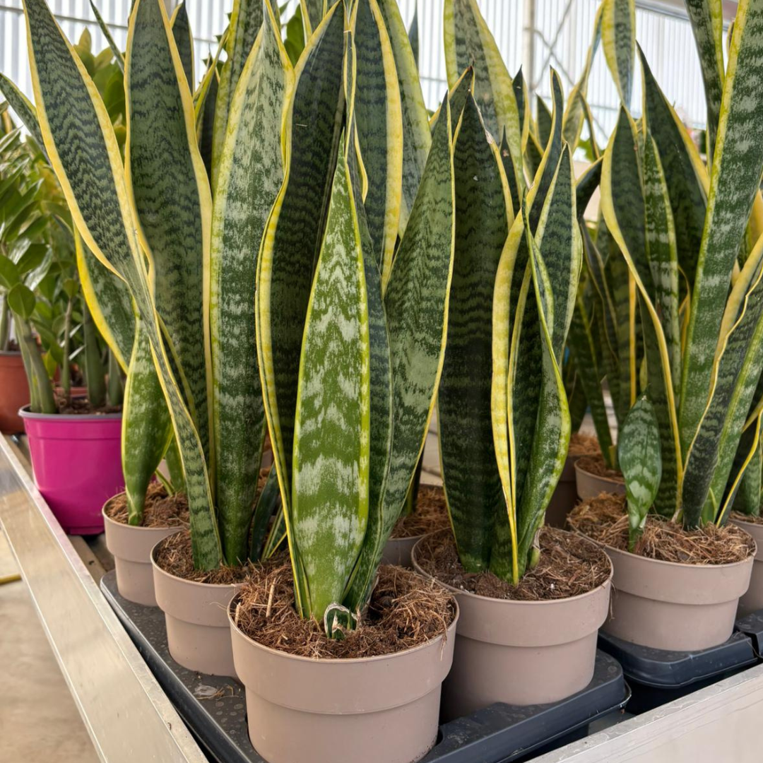 Sansevieria Trifasciata Vaso 14 - La Pianta che Purifica l’Aria