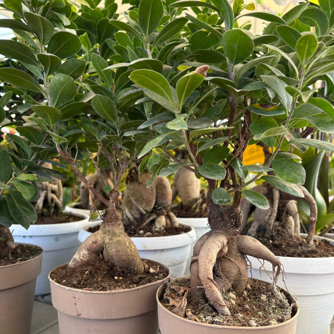 Ficus Ginseng: Eleganza Naturale e Armonia Verde