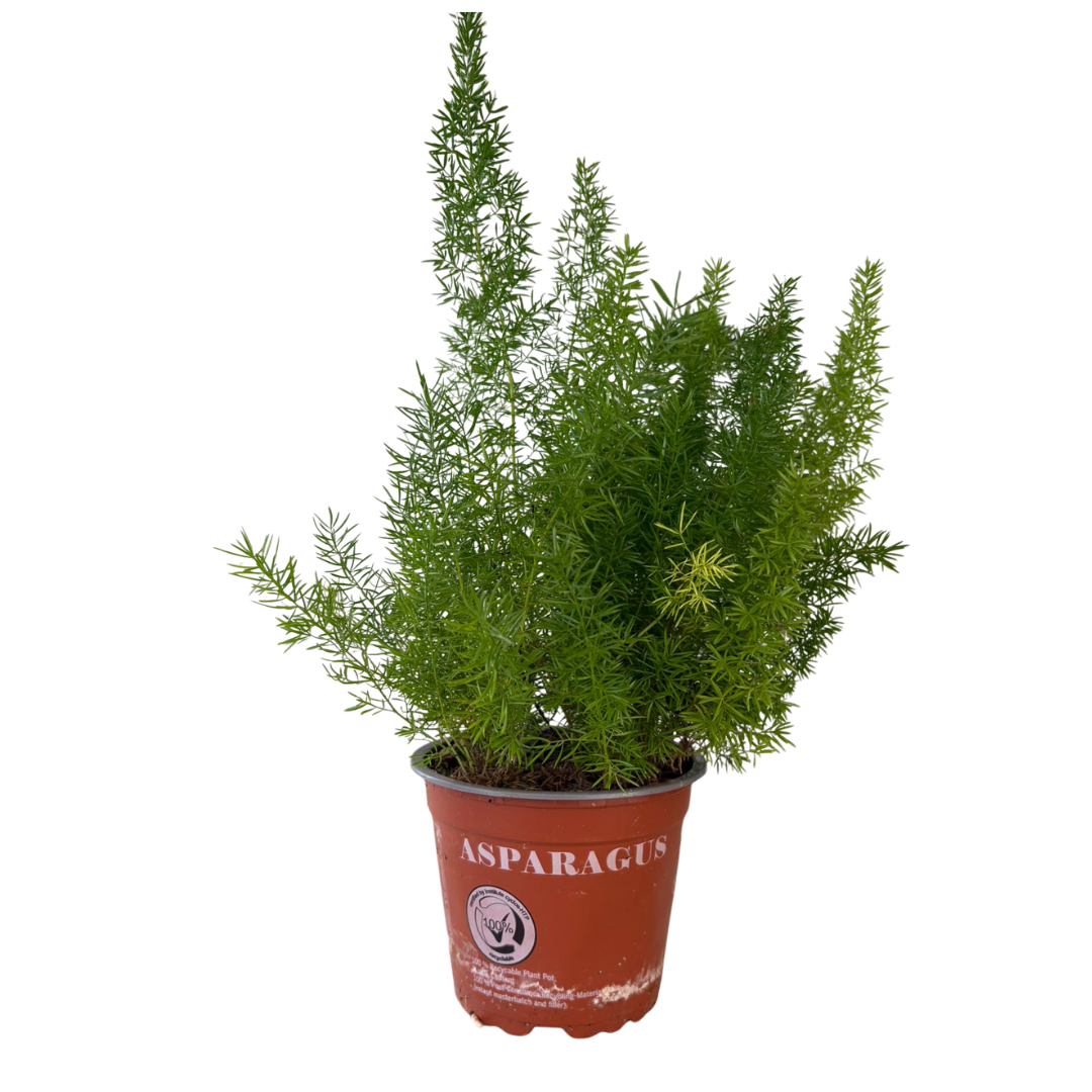 Asparagus pianta ornamentale Vaso 10