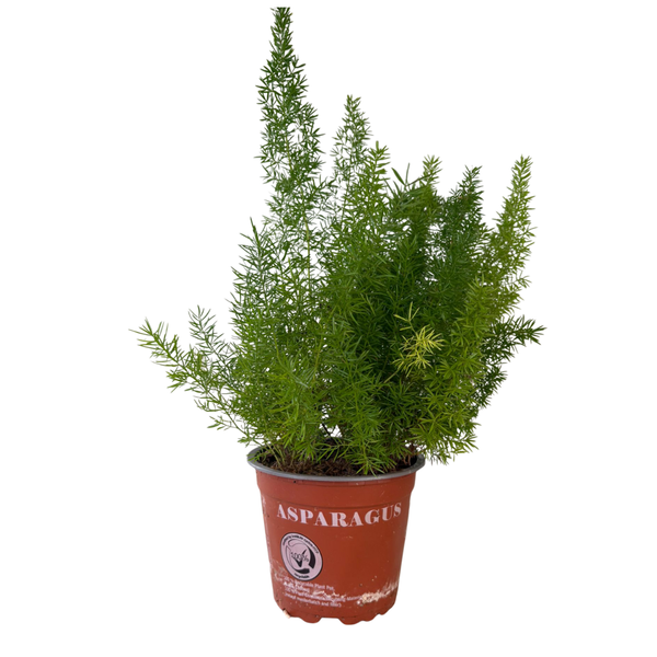 Asparagus pianta ornamentale Vaso 10