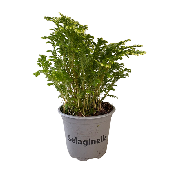 Selaginella Pianta ornamentale Vaso 10