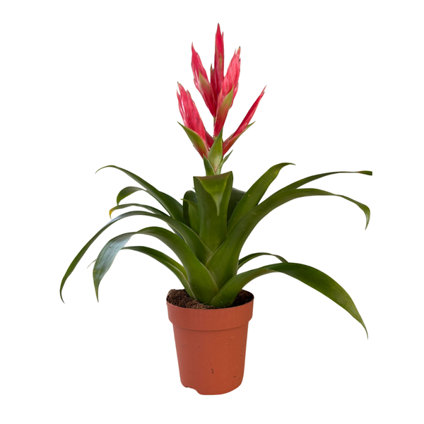 Vriesea Vaso 12  Pianta tropicale ornamentale e fiorita