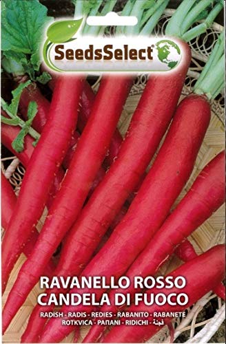 Ravanello Rosso Candela di Fuoco