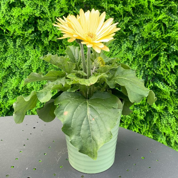 Gerbera: Il Fiore Colorato che Illumina Ogni Ambiente